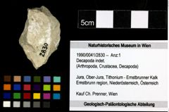 Foto (Objekt + Etiketten) von Decapoda indet. 